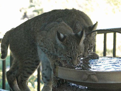 Backyard bobcats
